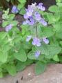 МЯТА КОШАЧЬЯ