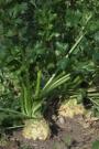СЕЛЬДЕРЕЙ ДУШИСТЫЙ СЕЛЬДЕРЕЙ ДУШИСТЫЙ