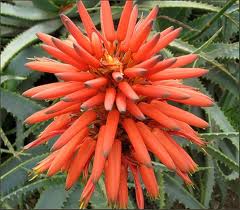 aloe