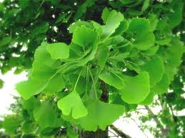 biloba