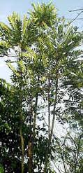 ioximbe