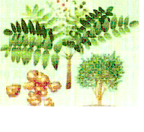 босвеллия -3