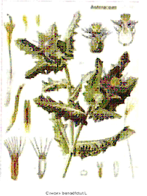 Кникус