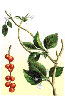 лимонник китайский