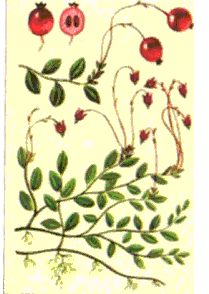 Клюква
