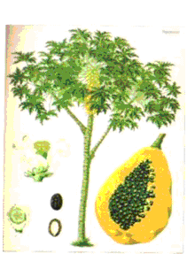Папайя