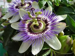 Passiflora-2