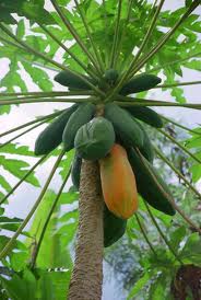 papaya