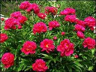 pion