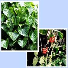 tinospora